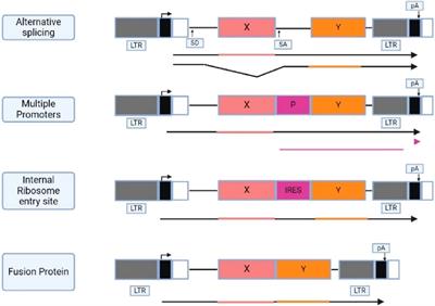 Designing molecules: directing stem cell differentiation